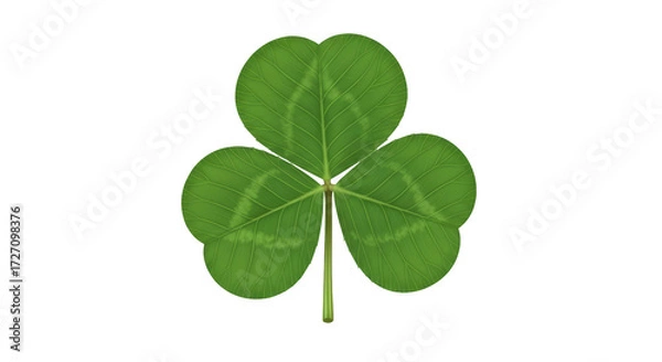 Obraz Isolated three-leaf clover Shamrock for Saint Patrick's Day holiday luck and Irish culture