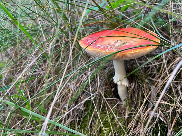 Fototapeta Fly agaric mushroom growing hidden in forest grass