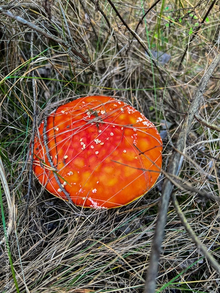 Fototapeta Fly agaric mushroom growing in wild forest nature
