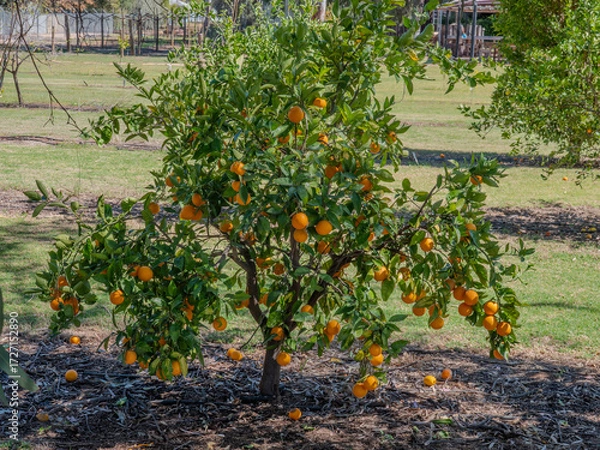 Obraz oranges on a tree