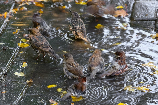 Fototapeta Sparrows splash in a puddle in autumn