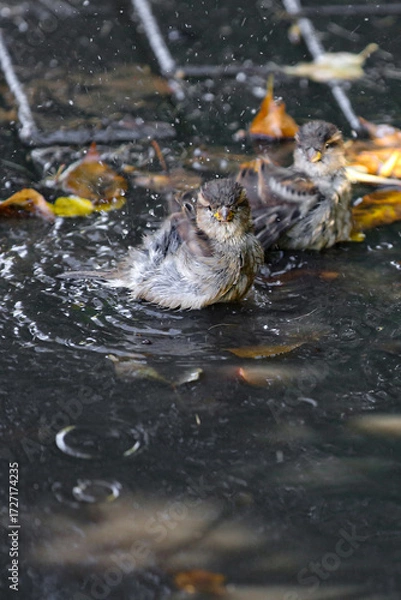 Fototapeta Sparrows splash in a puddle in autumn