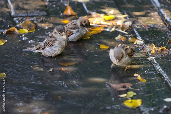 Fototapeta Sparrows splash in a puddle in autumn
