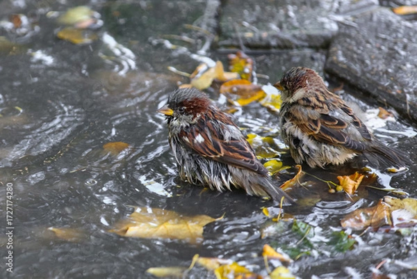 Fototapeta Sparrows splash in a puddle in autumn