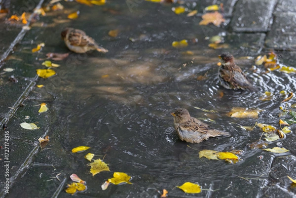 Fototapeta Sparrows splash in a puddle in autumn