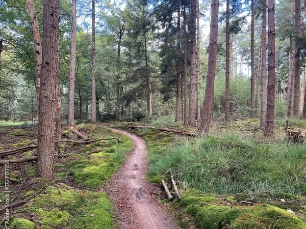 Fototapeta MTB track around Diffelen