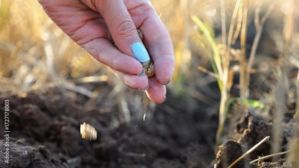 Fototapeta Close up to female hand of agronomist sowing seeds on plantation at sunset. Arm of adult farmer planting yellow grains in dry soil at field. Concept of agriculture and agronomy business. Slow motion