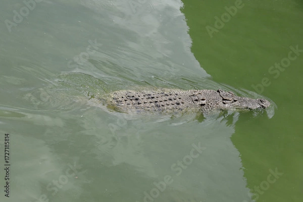 Obraz Close up big head crocodile is show head in river