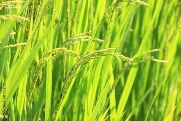 Fototapeta 稲穂