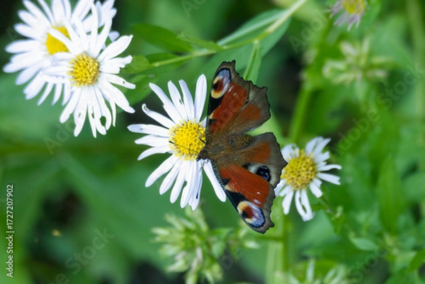 Fototapeta European peacock butterfly (Aglais io) sitting on a daisy in Zurich, Switzerland