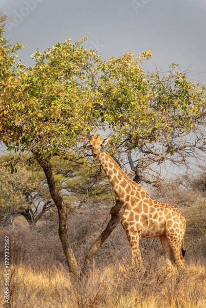Fototapeta Photo of a funny giraffe looking at camera in the savanna, wildlife and game drive in Namibia, Africa