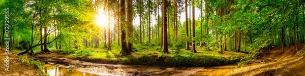 Fototapeta Piękna panorama lasu z drzewami, potokiem i słońcem