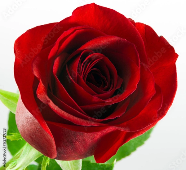 Fototapeta red rose isolated on white background