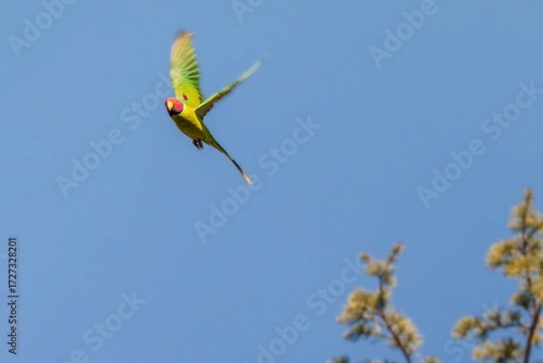Obraz A flash of plum and emerald green — Sattal sings in wings unseen-Plum-headed Parakeet (Psittacula cyanocephala)