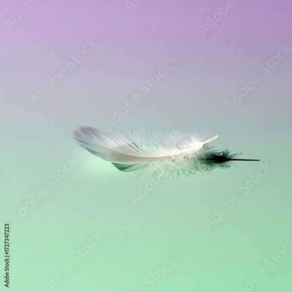 Obraz A delicate white feather rests gracefully on a gradient background, casting a subtle shadow, creating a serene and minimalist composition suitable for various applications .