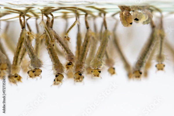 Fototapeta Mosquito larvae hanging from water surface, showcasing their segmented bodies and bristles. image captures their aquatic environment