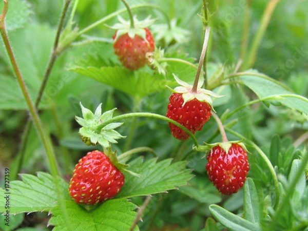 Obraz wild strawberry, strawberry, grass