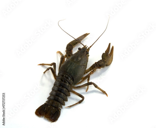 Fototapeta Astacus astacus