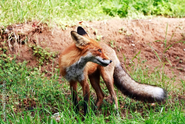 Obraz Nice Ginger Fox