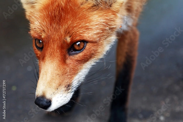 Fototapeta Nice Ginger Fox