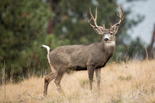 Obraz Mule Deer Buck Portrait