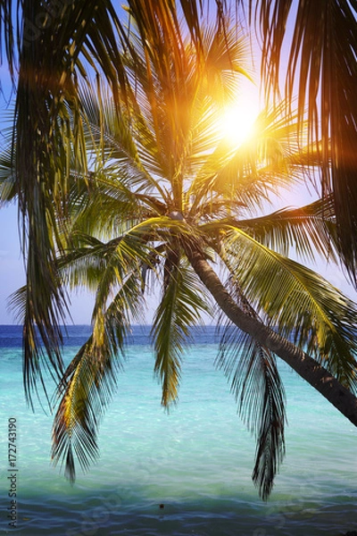 Fototapeta Palm tree over sea in the light of the sunset . Maldives