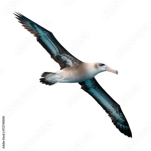 Fototapeta Graceful albatross soars majestically, capturing the essence of freedom and adventure in its powerful wingspan, making it perfect for travel or wildlife projects