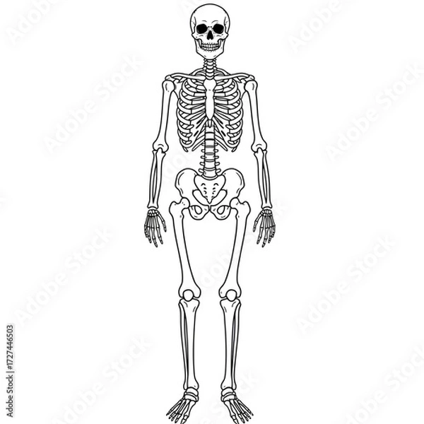 Fototapeta skeleton, human, anatomy, diagram, bones, illustration, body, biology, medical, education, science, structure, skull, ribcage, pelvis, spine, femur, tibia, ulna, radius, clavicle, scapula, vertebrae, 