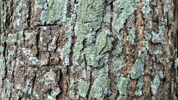 Fototapeta Natural bark surface as a metaphor for resilience, protection, and natural growth. Perfect for concepts of life, spirituality, strength, and environmental awareness