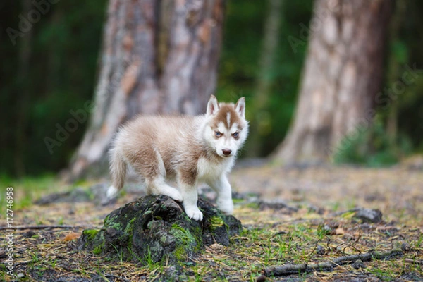 Fototapeta Husky puppy in a forest