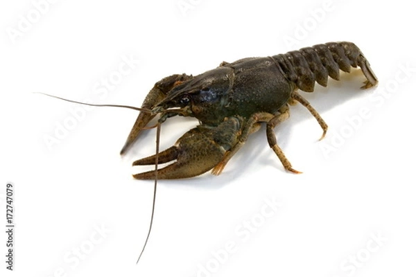 Fototapeta Astacus astacus