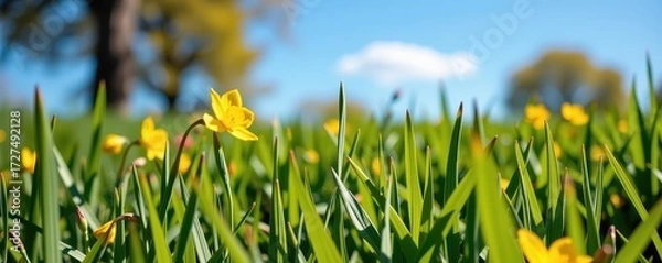 Fototapeta Sunny spring meadow, blurred background of blue sky transitioning to vibrant green grass. Perfect for nature, spring, or idyllic themes, beauty, field, ecology