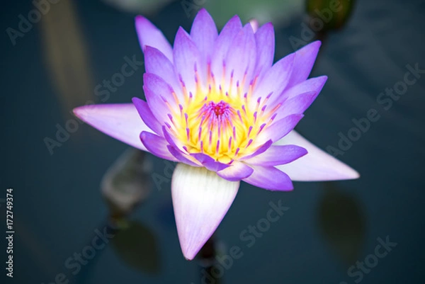 Fototapeta 熱帯スイレンの花