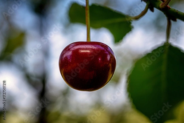 Fototapeta Red cherry on tree with blurred background
Macro photograph of a red cherry hanging on a tree in contrast with a blurred natural background.
