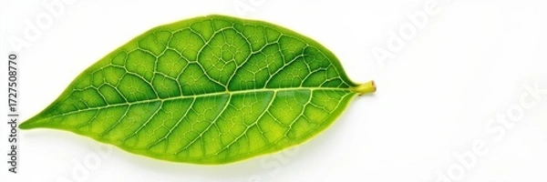 Fototapeta Single vibrant green lemon leaf isolated on pure white background, showing detailed texture and veins, white background, botanical