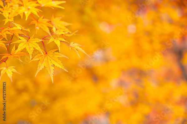 Fototapeta 黄色に色づく紅葉　もみじ湖