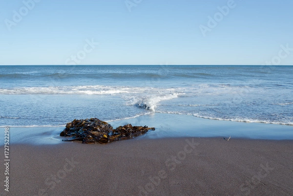 Obraz Seaweed on the seashore