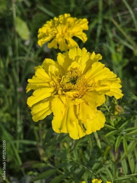 Obraz Bright yellow marigold blossom in sunlight