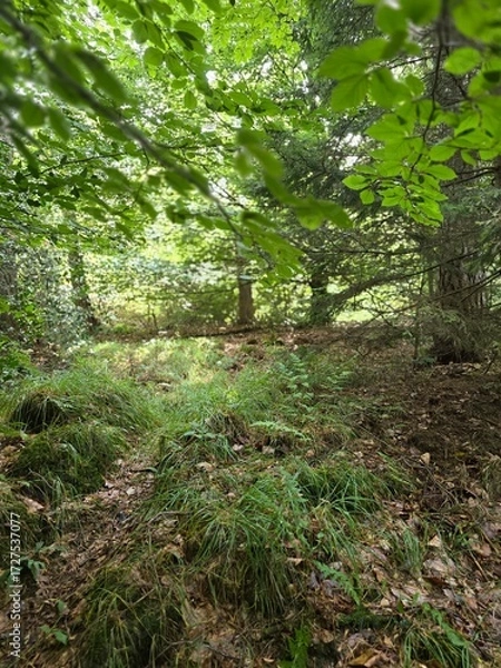 Obraz Green woodland canopy with dappled light and fallen leaves