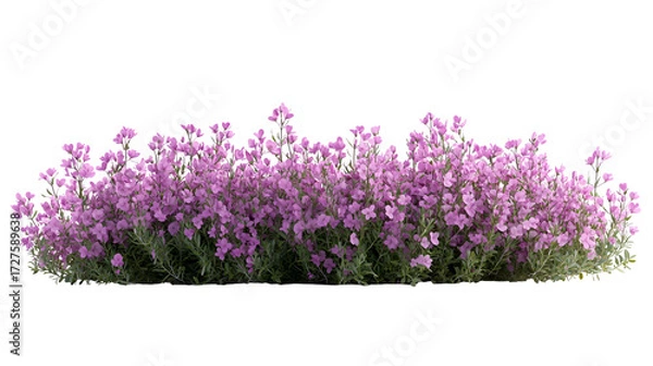 Obraz Purple Flowers Bush Isolated on Transparent Background for Spring and Garden Designs