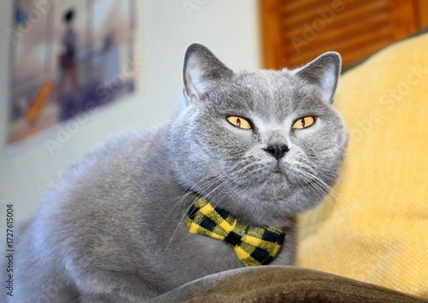 Fototapeta A grey Scottish Straight purebred cat wearing a checkered collar and a bow tie against a yellow pillow.