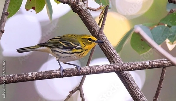 Obraz Yellow-throated bird with black stripes perches on a branch against a bokeh background