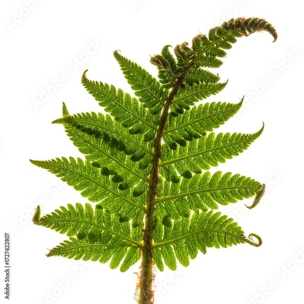 Obraz Close-up fern leaf