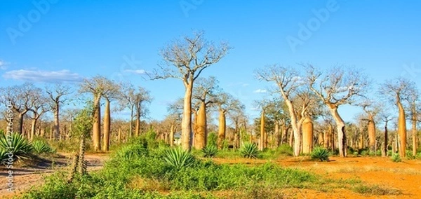 Obraz Baobab forest, Reniala, Madagascar