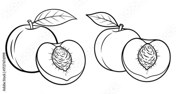 Fototapeta Vector art of peach fruit with leaf and a half hand drawn line art vector illustration