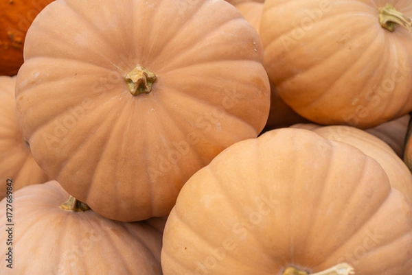 Obraz Long Island Cheese Pumpkins Displayed at Local Farmers Market