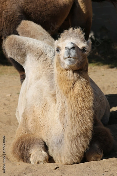 Fototapeta portrait of a camel on a sunny day