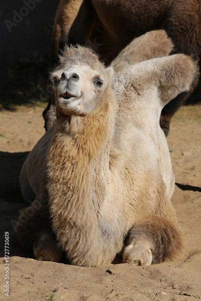 Fototapeta portrait of a camel on a sunny day