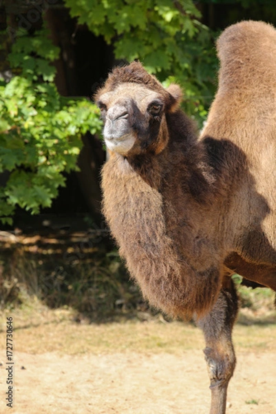 Fototapeta portrait of a camel on a sunny day