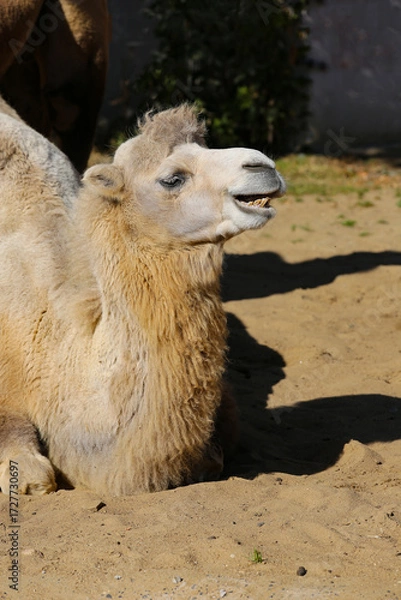 Fototapeta portrait of a camel on a sunny day